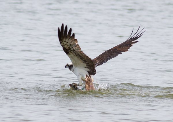 Osprey & Wildlife Cruise
